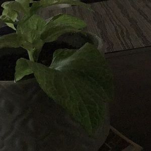 Meet your Posher, Kelly